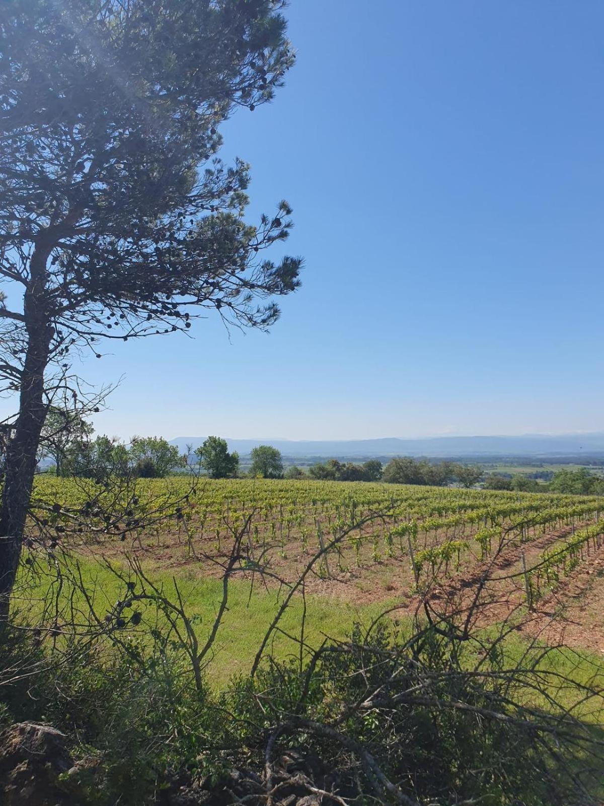 Maison De Charme Caunes-Minervois Eksteriør billede